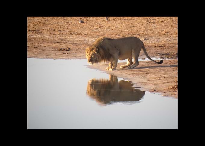 Lion