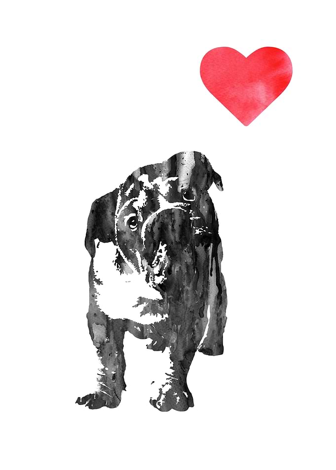 English Bulldog