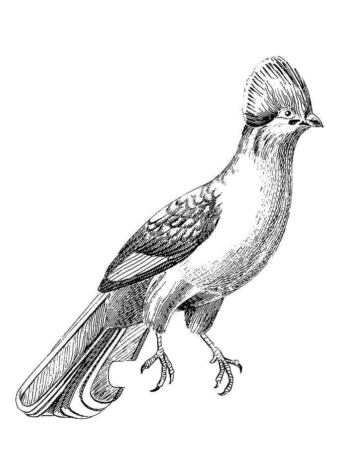 Bird