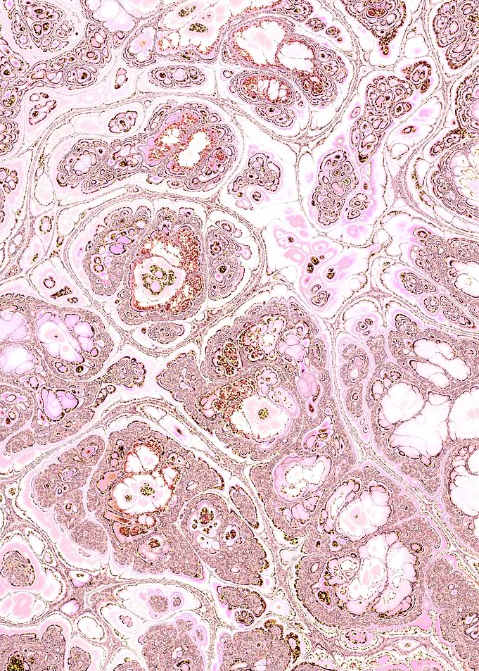 Pink Gold Marble 06