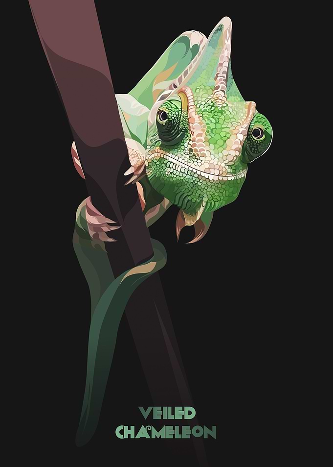 Veiled chameleon