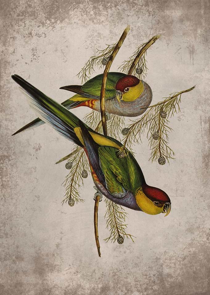 Redcapped Parakeet