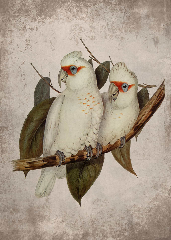 Long billed Cockatoo