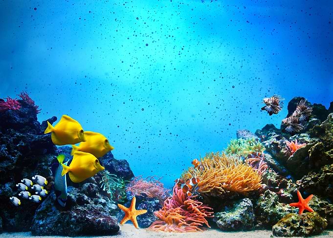 Underwater World Fishes