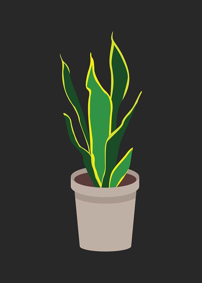 The Snake Plant