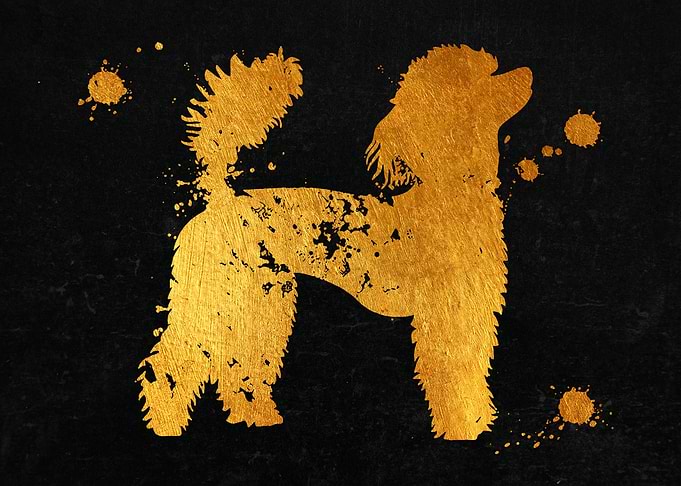 Poodle dog