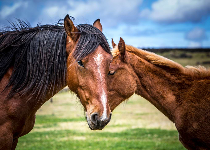 Mother and Son