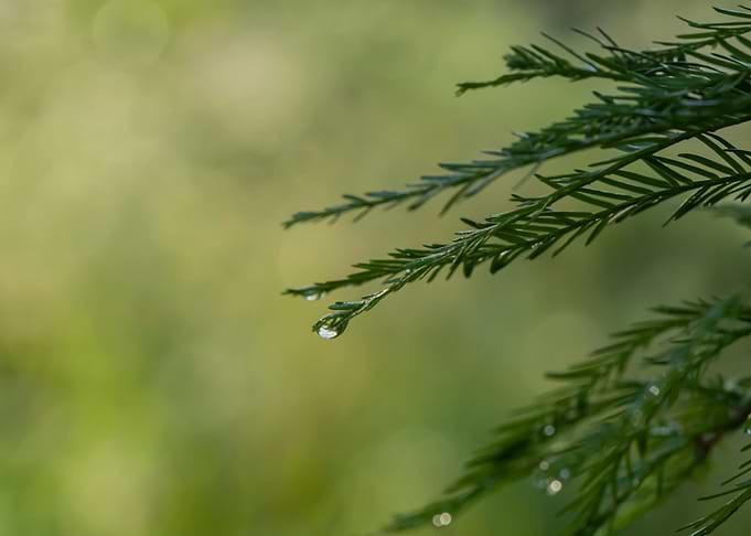 A Touch of Rain