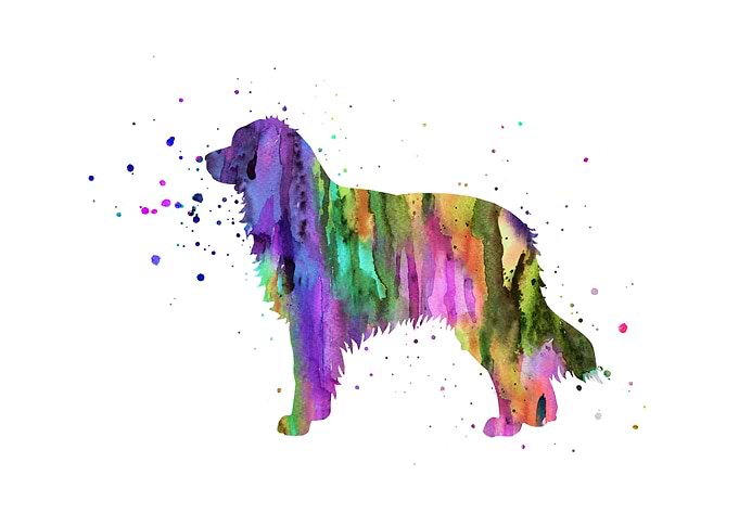 Australian Shepherd