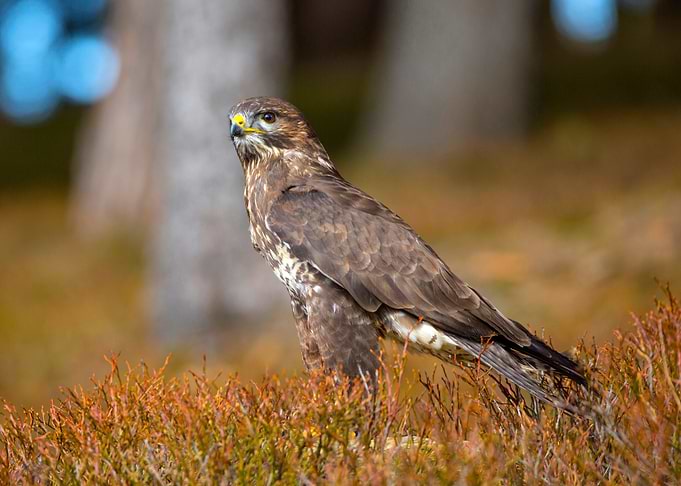 Common Buzzard