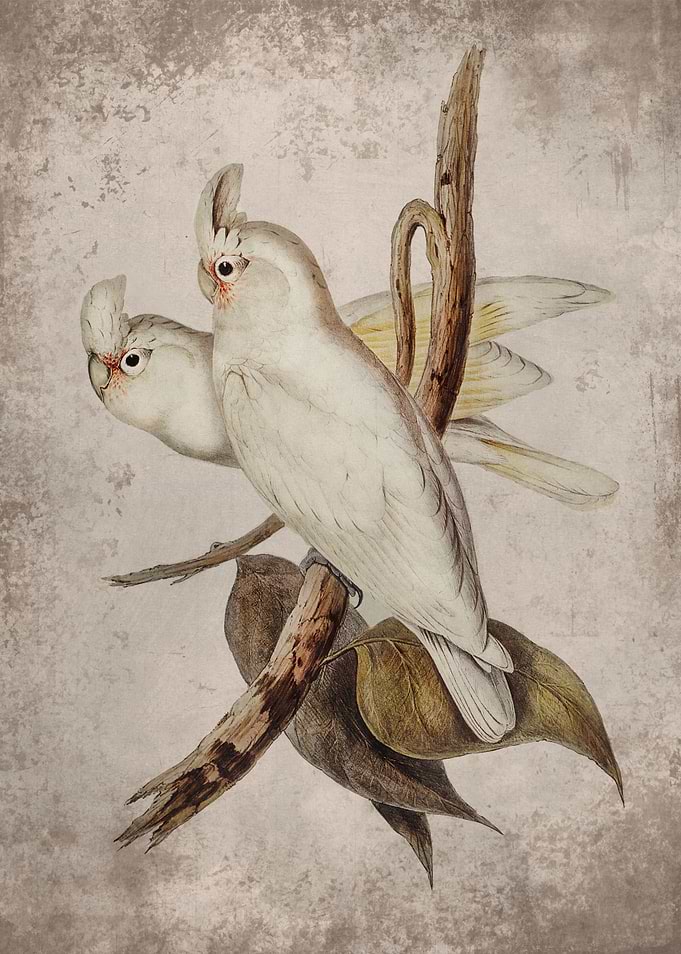 Blood Stained Cockatoo