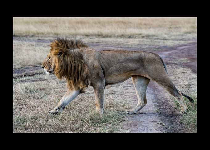 Lion