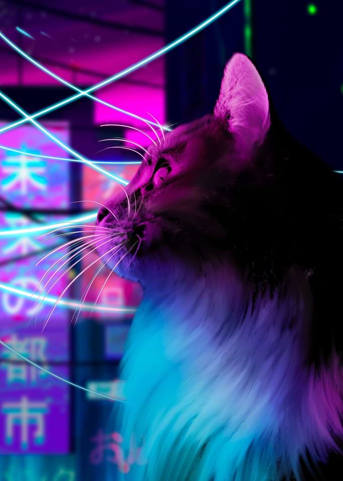 neon cat