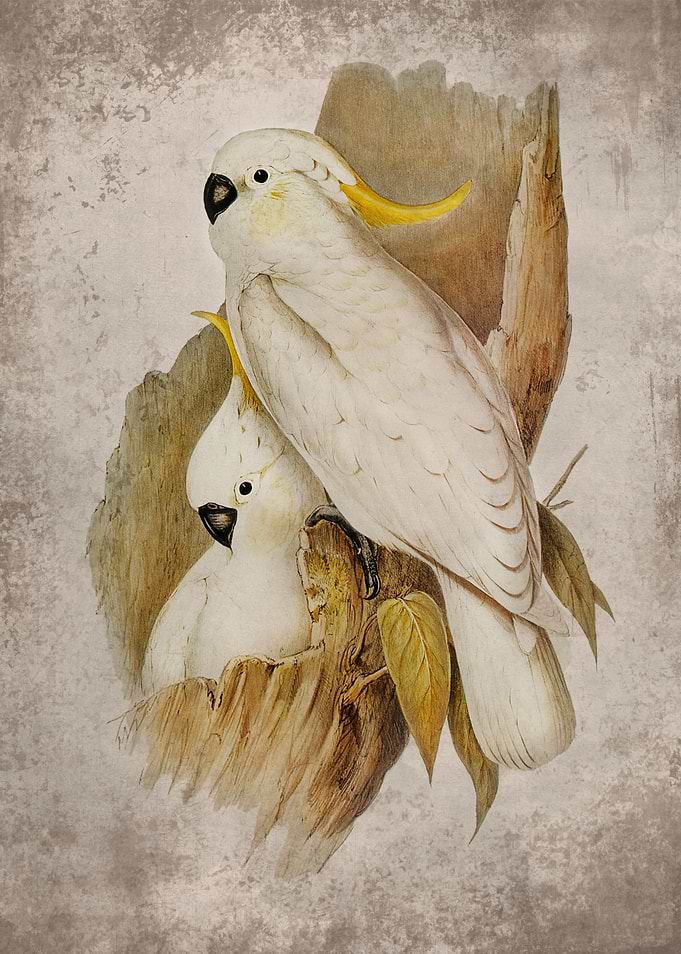 Crested Cockatoo