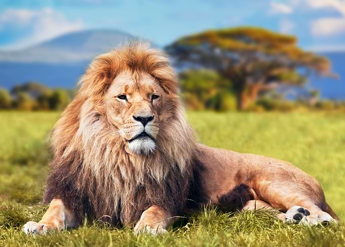 The Lion Animal