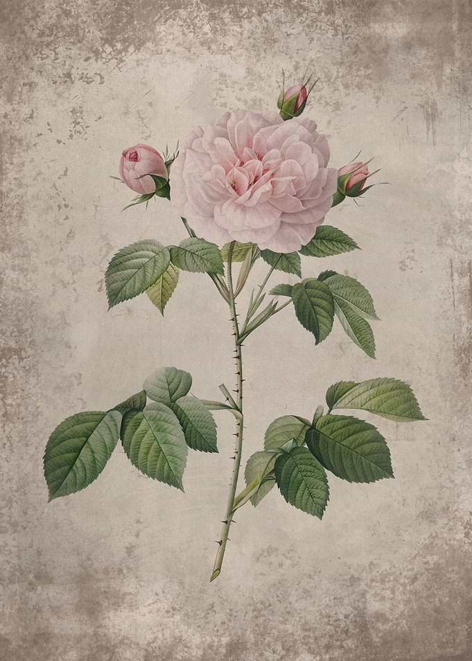 Vintage Pastel Pink Rose