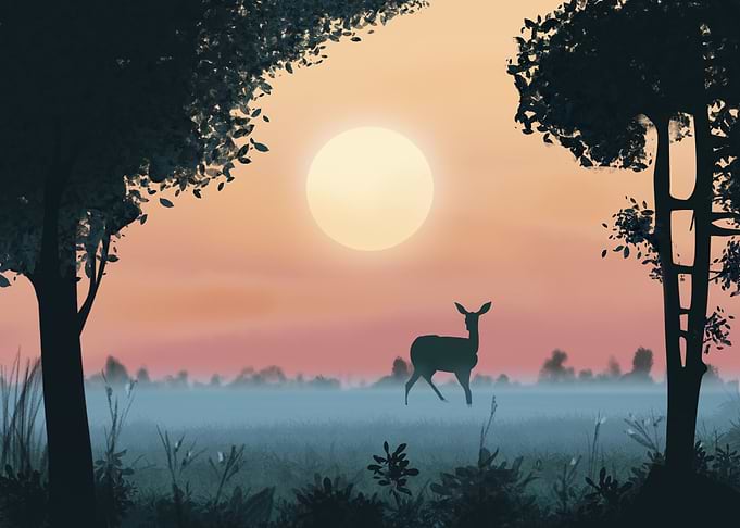 Impala Gazelle in savanna