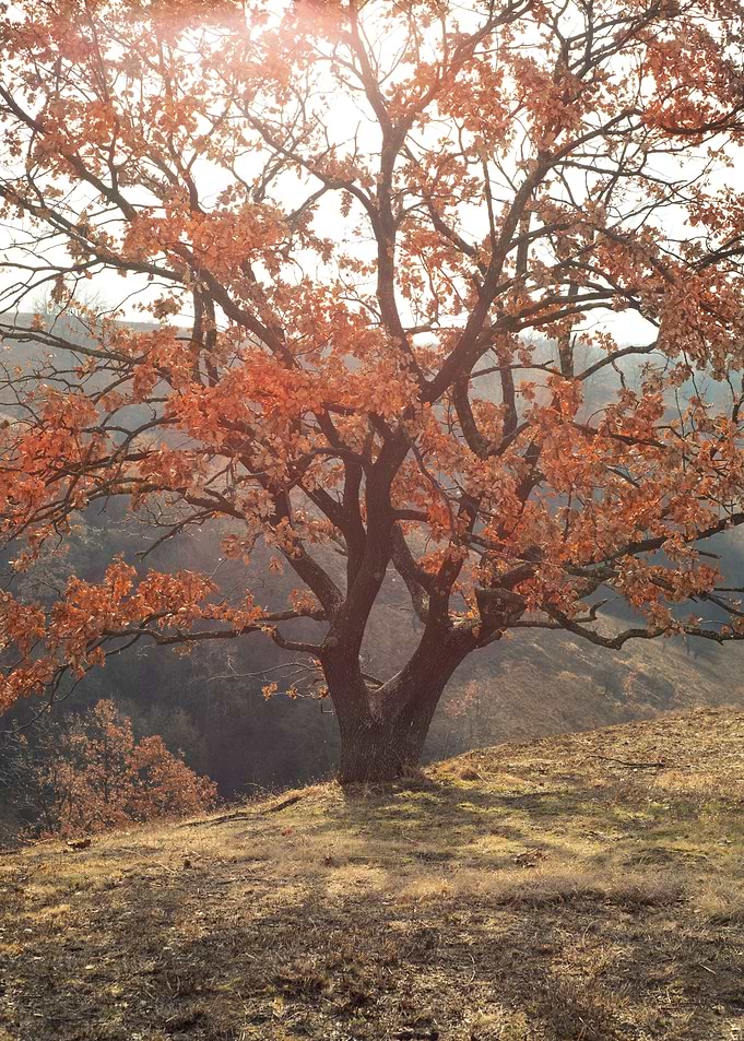 Oak