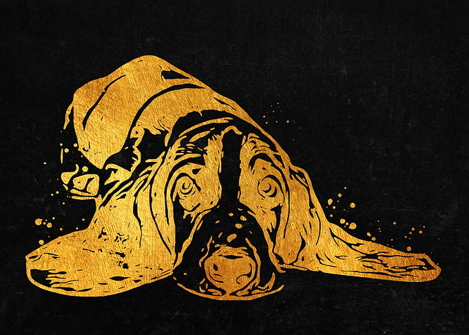 Basset Hound Dog