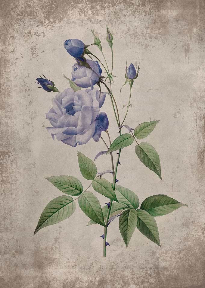 Vintage Blue Rose