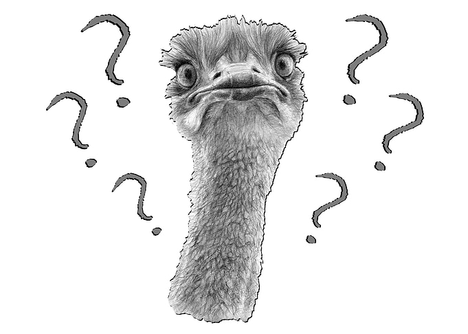 Cute Ostrich wondering