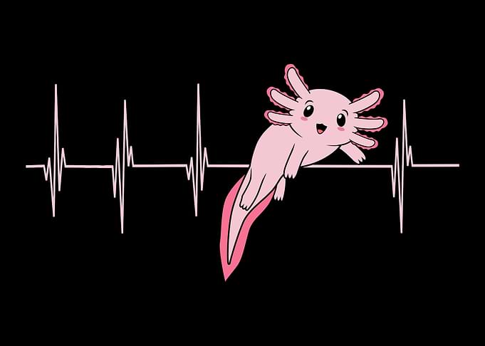 Axolotl