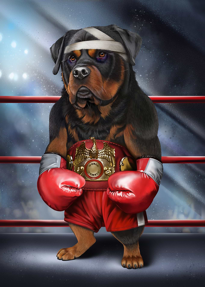 Rottweiler Boxing Fighter