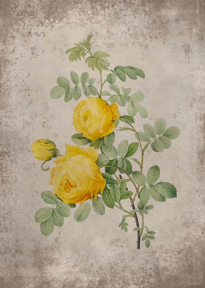 Vintage Yellow Rose