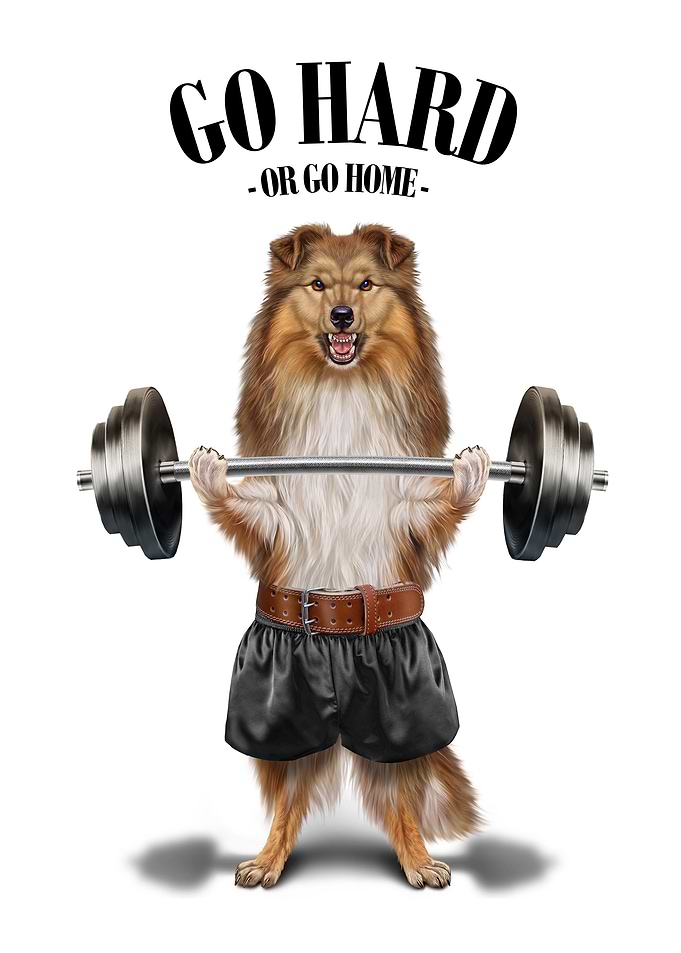 Sheltie Dog Weightlifting