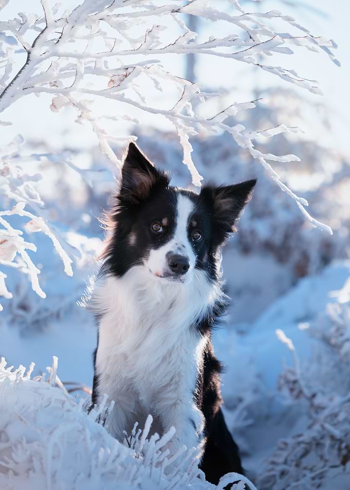 Border collie in winter