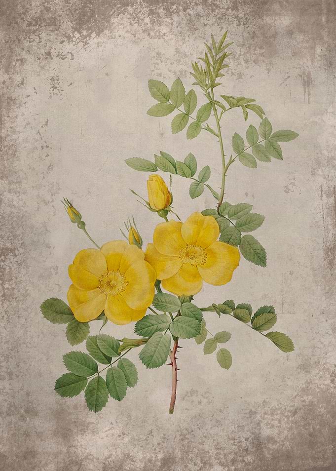 Vintage Pink Roses
