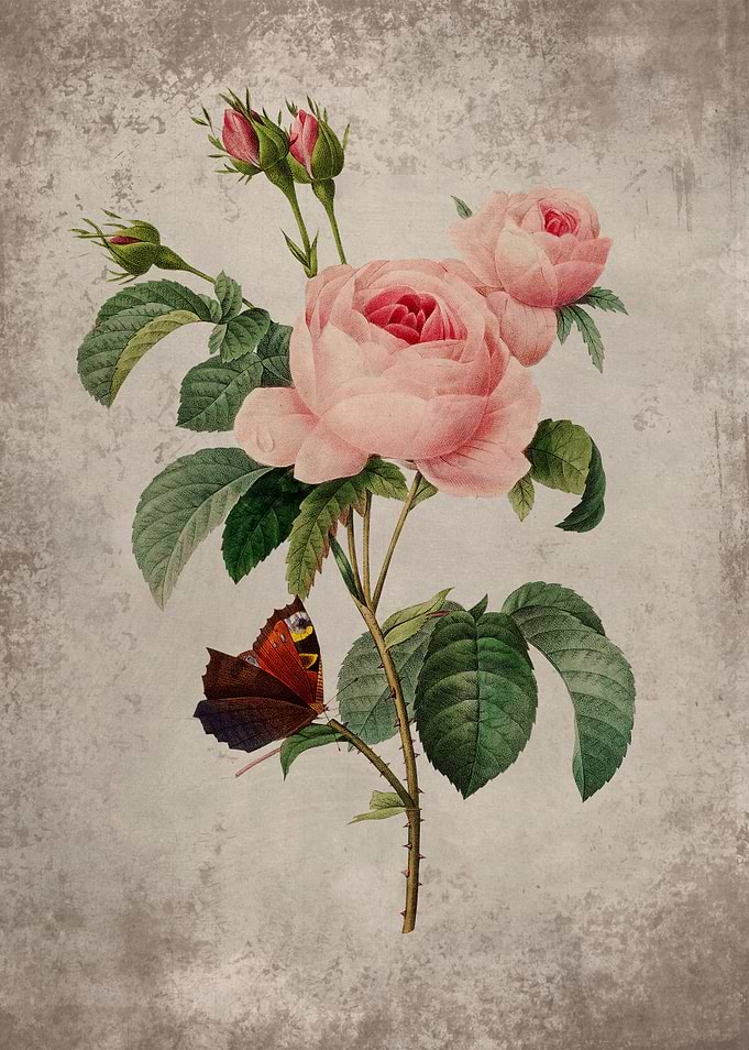 Vintage Rose and butterfly