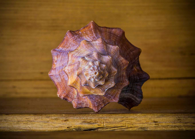 A spiral seashel
