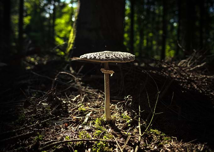 Mushroom in the woods