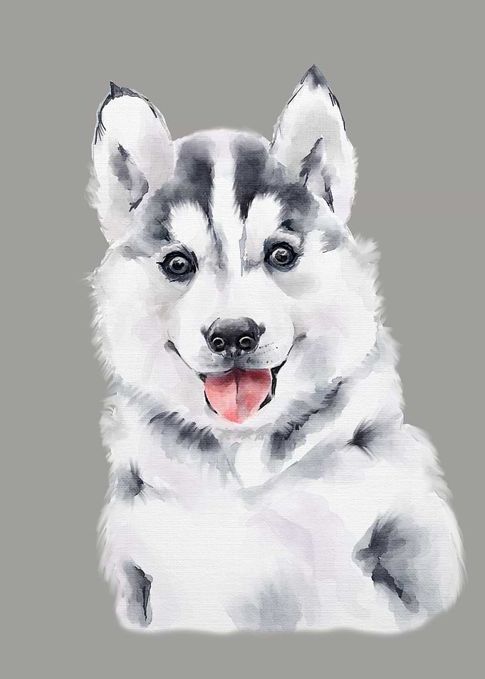 Husky Baby