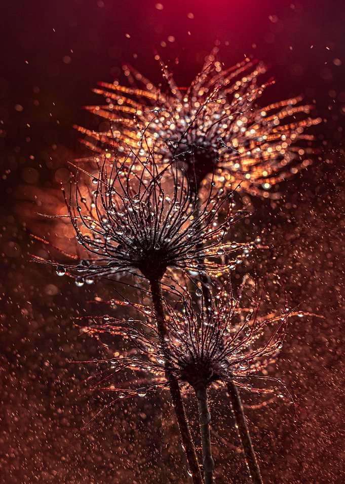 Sunset droplets
