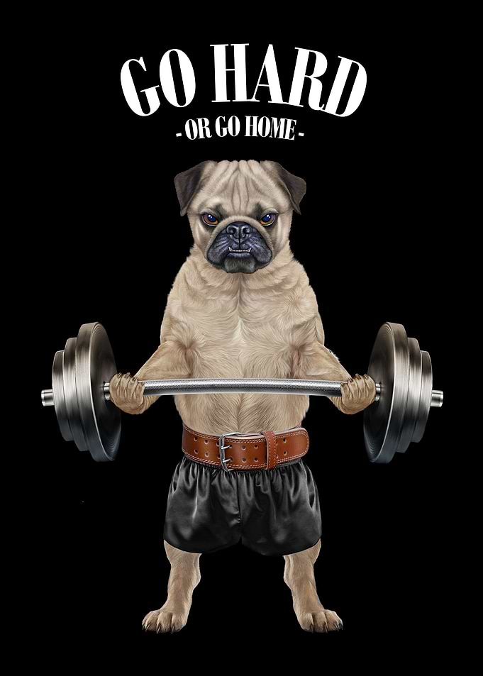 Pug Dog Weightlifting