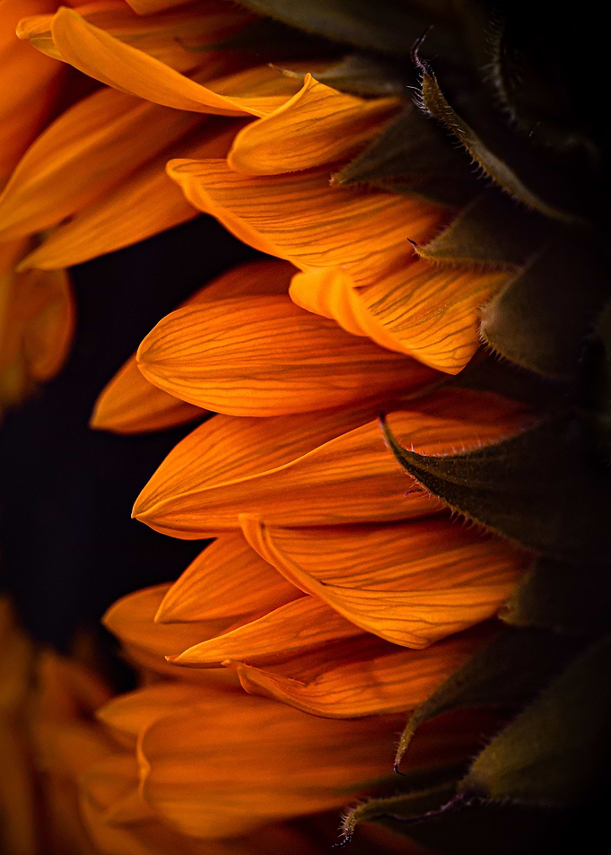 Golden petals