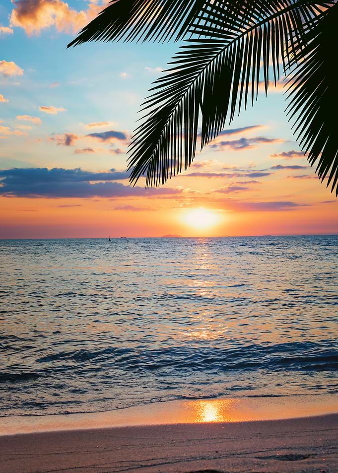 Tropical Vibes