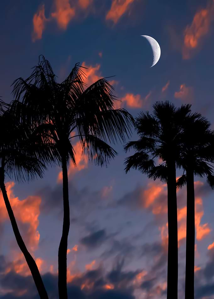 Tropical Night