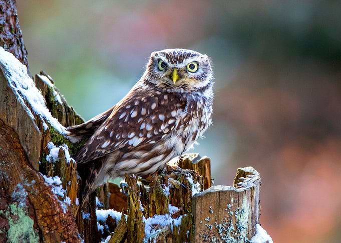 Little Owl