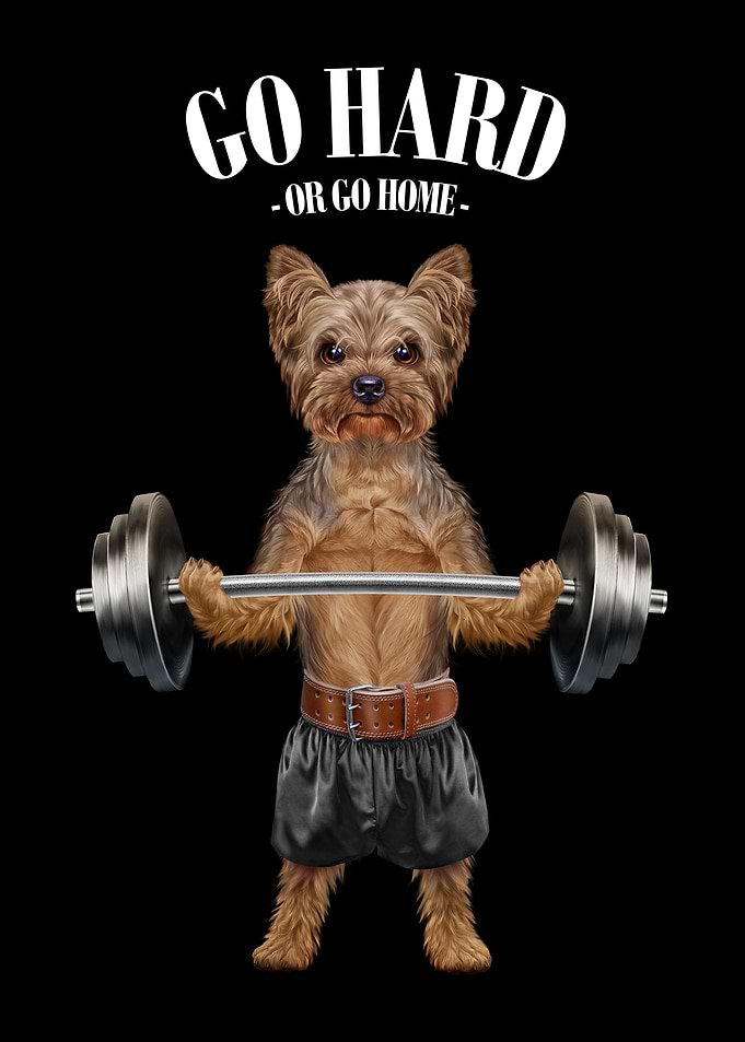 Yorkshire Dog Weightlift