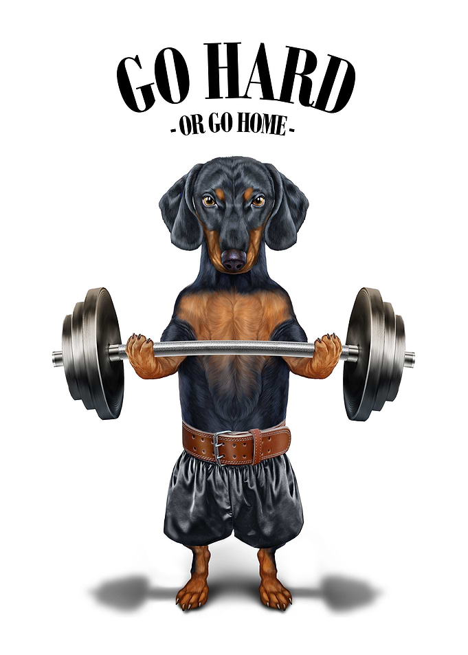Dachshund Weightlifting