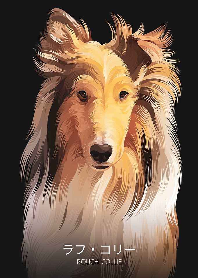 Rough Collie 2