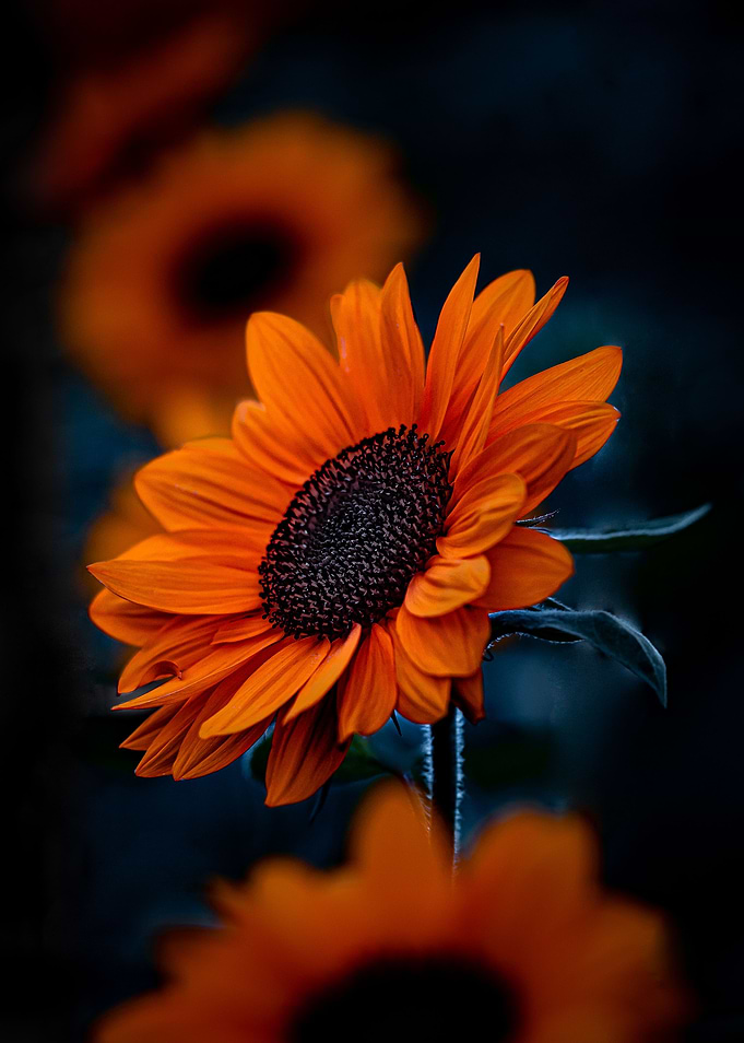 Golden Sunflower