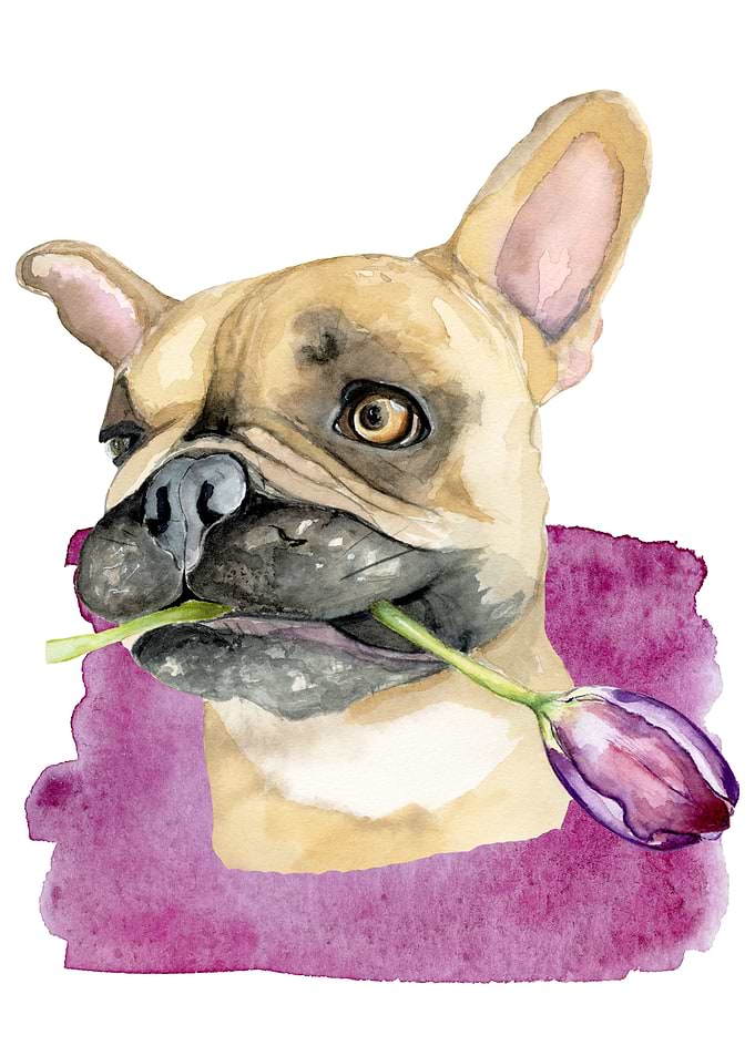Dog Cute