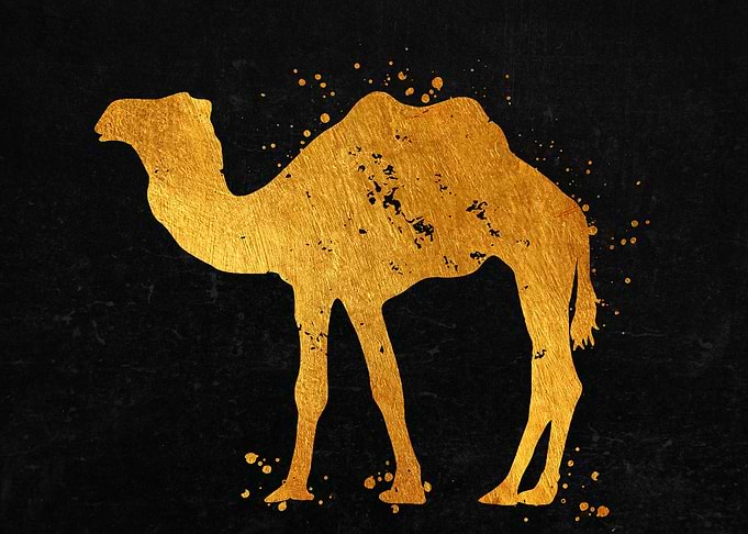 Camel