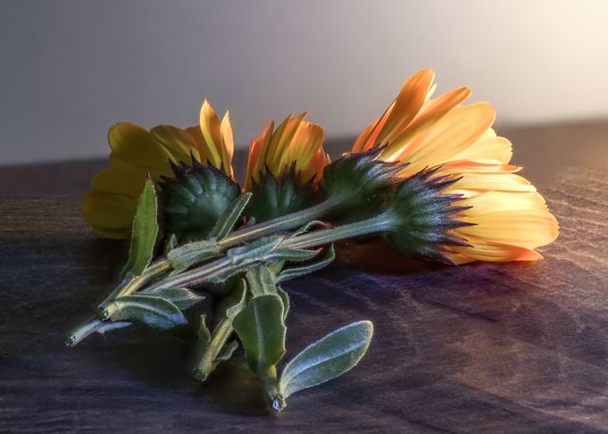 Marigold Number 9