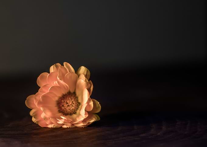 Marigold Number 5
