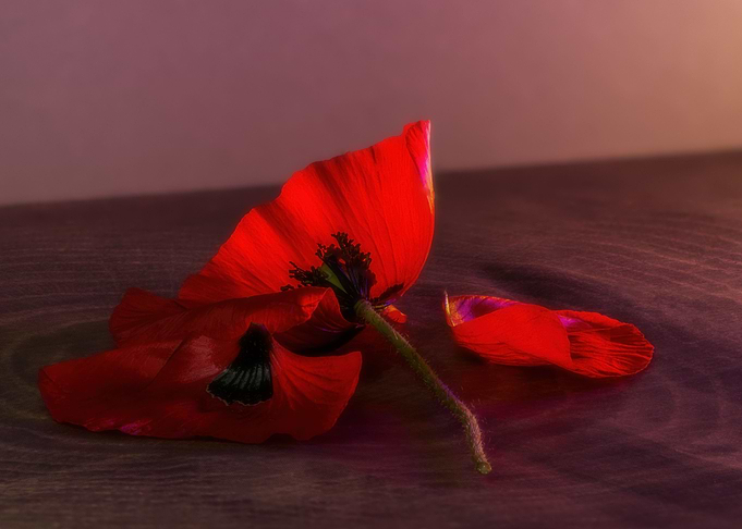 Poppy Number 10